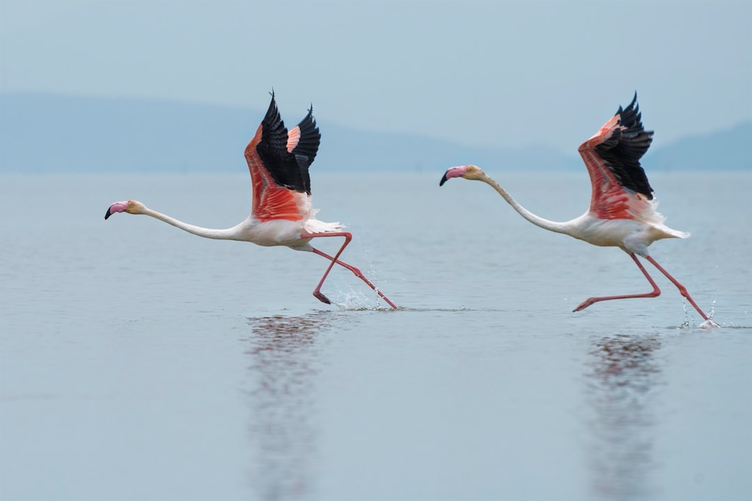 Meet Stanley Flamingo: The Colorful Ambassador of the Animal Kingdom