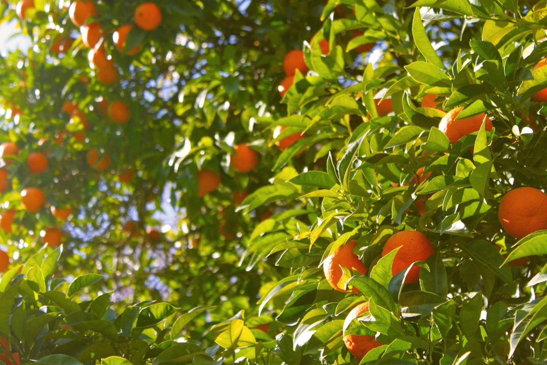 Photo Fruit tree